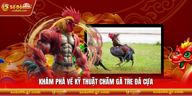 Khám phá về kỹ thuật chăm gà tre đá cựa