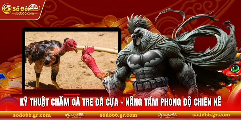 Kỹ Thuật Chăm Gà Tre Đá Cựa