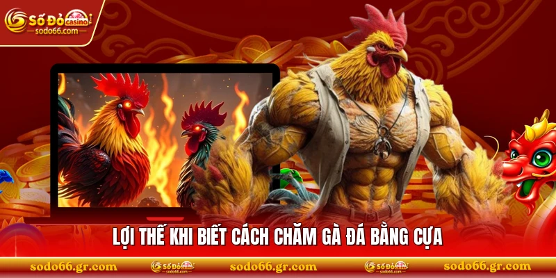 Lợi thế khi biết cách chăm gà đá bằng cựa