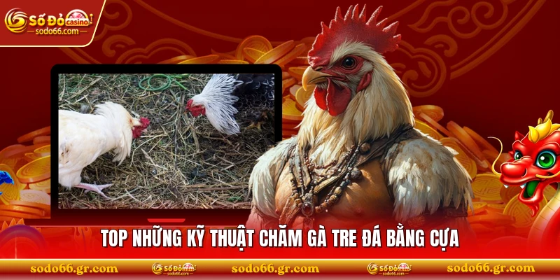 Top những kỹ thuật chăm gà tre đá bằng cựa